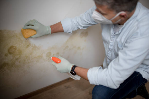 Best Mold Remediation for Specific Building Types in Groton, SD