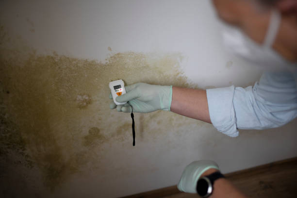 Best DIY Mold Remediation Support Services in Groton, SD